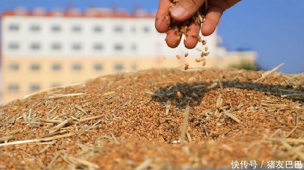 配资知识股 油价180°大拐弯！5月1日：调价后92,95号汽油价格，麦价窄幅上涨